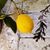 lemonsan