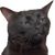 BlackCat13