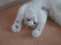 1741363073830.gif