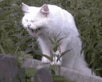 1742839684063.gif