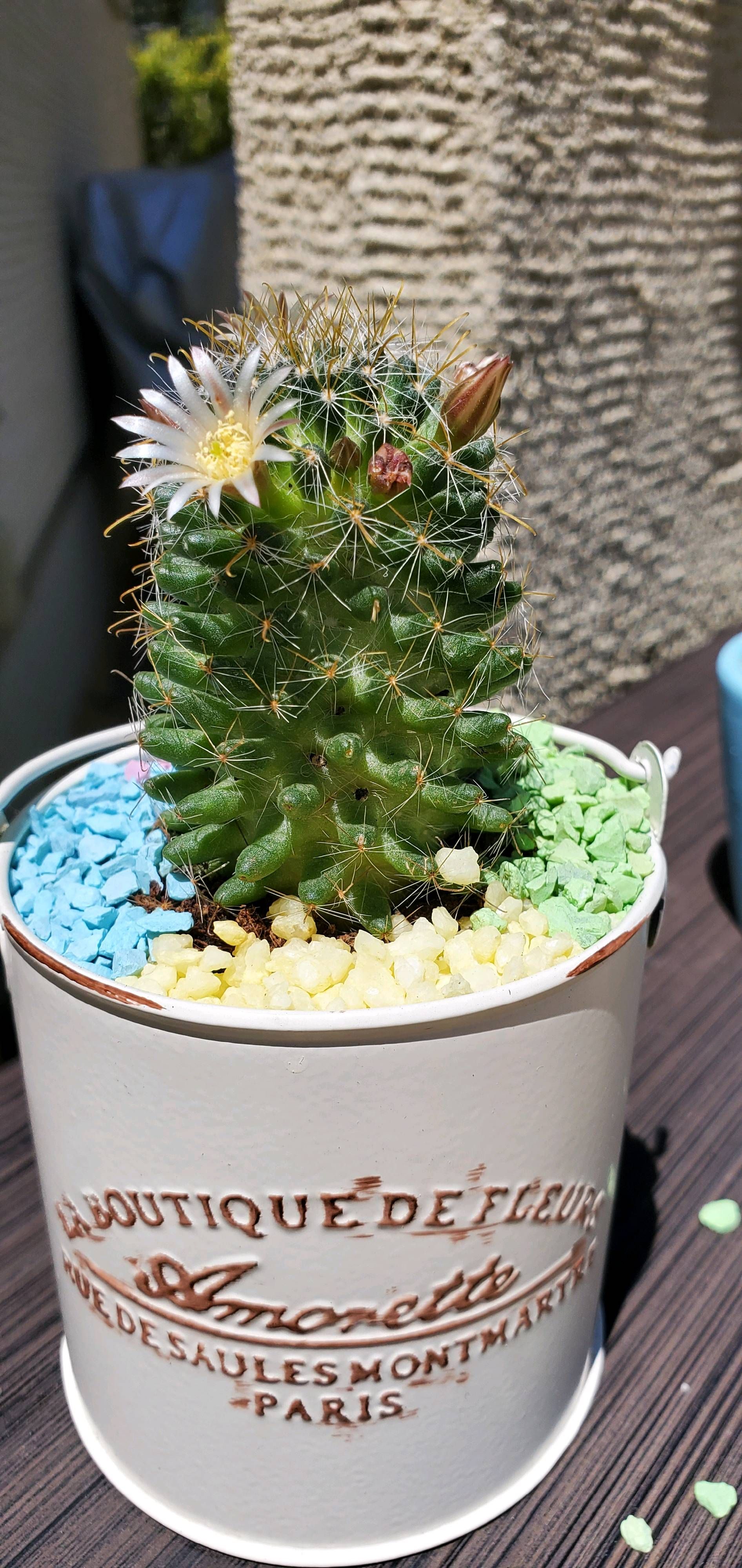 サボテン Samsung Members